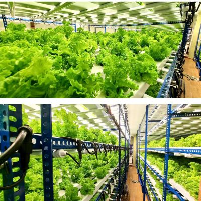 2.3umol/s 4ft DLC  LED Horticultural luminaires for Lettuce and Leafy Green 