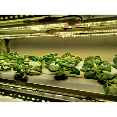 Bok choy also called pak choi or Chinese cabbage, is a type of leafy green. they are grown hydroponically with our led grow lights in growing rack.