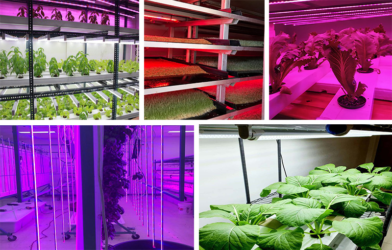 dc24v 12v smd 2835 full spectrum red blue led plant grow light strip
