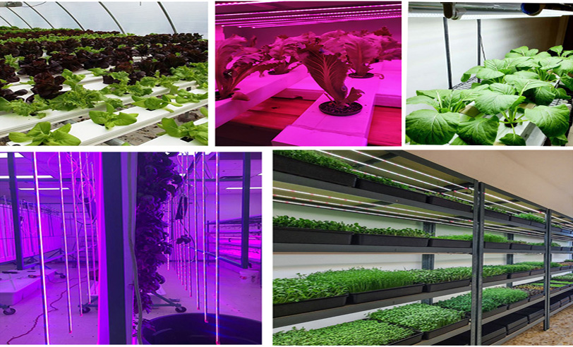 full spectrum bar t5 t8 tube lamp growing led for hydroponic strawberry