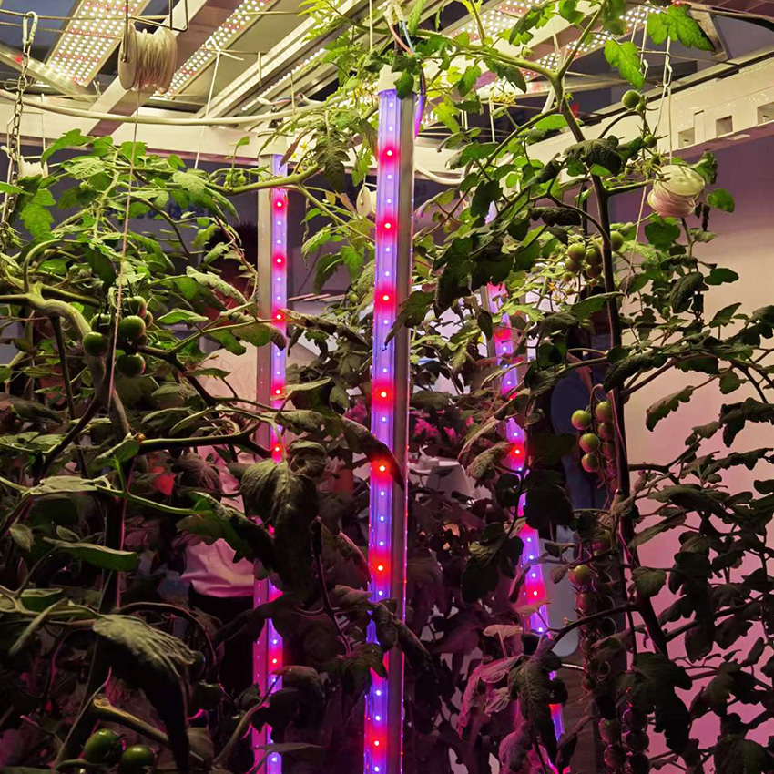 indoor plants full spectrum led grow light for tomatoes