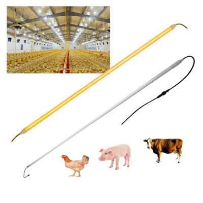 LED Poultry Light